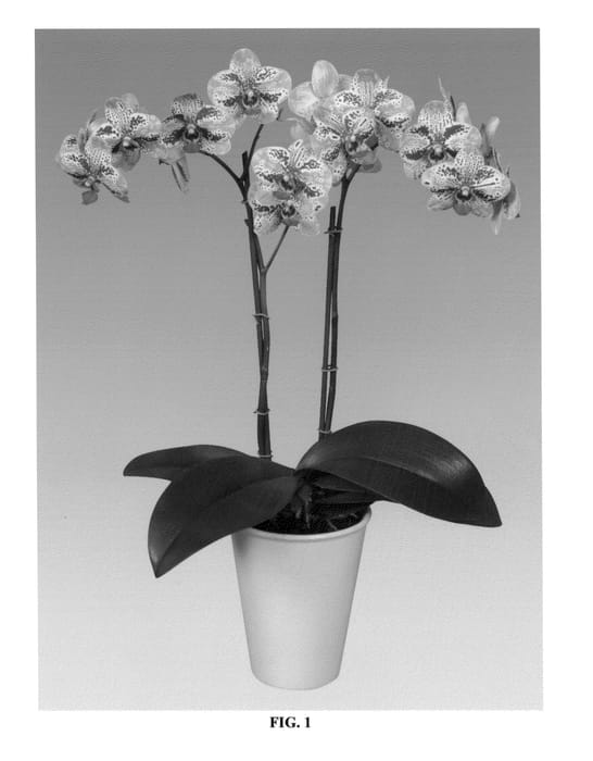 Figure 1 of US plant patent PP27341, the photograph of PHALDASYH printed in the patent.