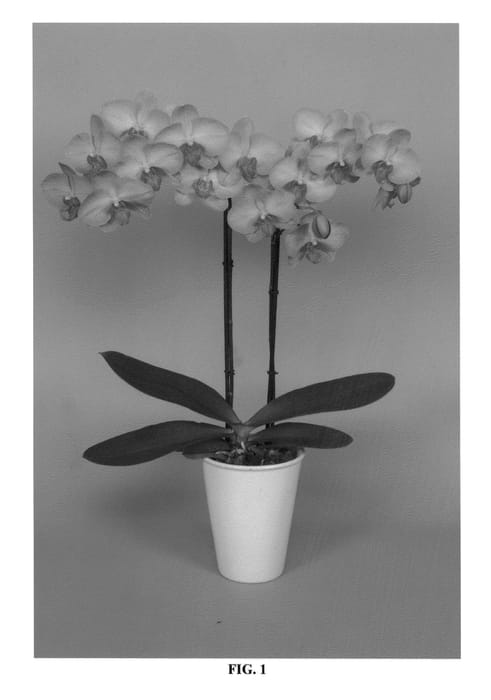 Figure 1 of US plant patent PP27342, the photograph of PHALDIQYK printed in the patent.