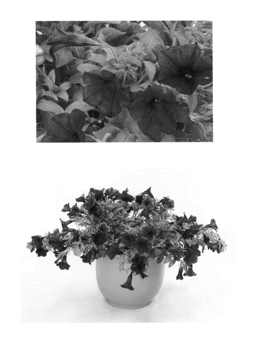 Figure 1 of US plant patent PP27343, the photograph of USTUN60501 printed in the patent.