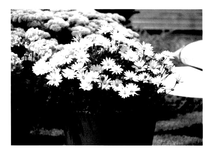 Figure 1 of US plant patent PP27344, the photograph of KLEOE14243 printed in the patent.