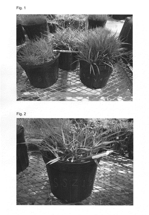Figure 1 of US plant patent PP27345, the photograph of SS-Z15 printed in the patent.