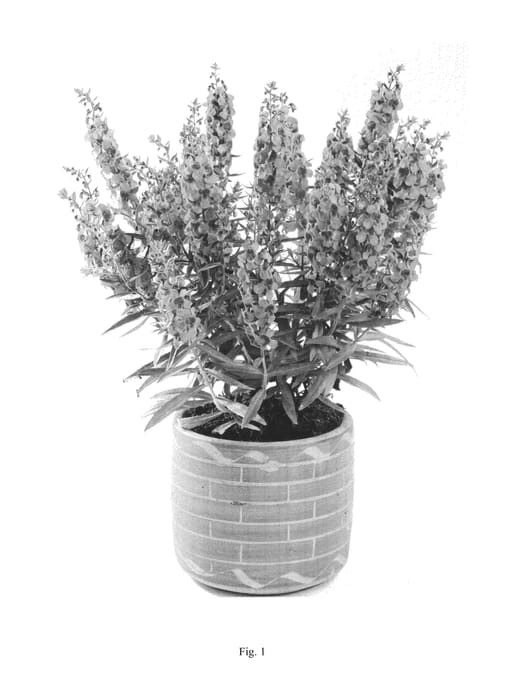 Figure 1 of US plant patent PP27346, the photograph of DALONDPINK printed in the patent.