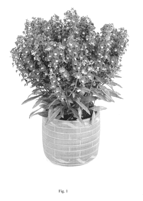 Figure 1 of US plant patent PP27347, the photograph of DALONVIOLT printed in the patent.