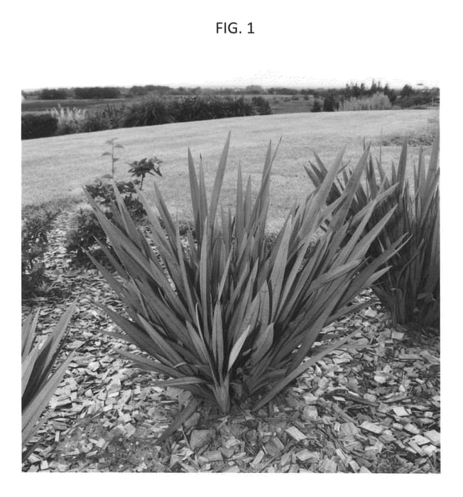 Figure 1 of US plant patent PP27348, the photograph of DP401 printed in the patent.