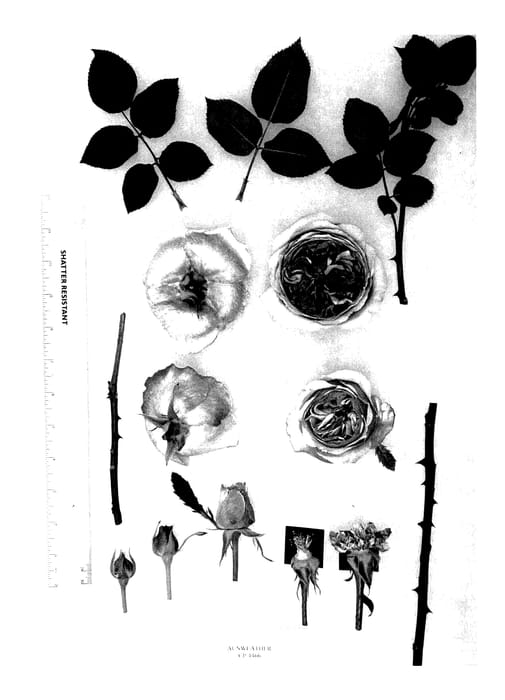 Figure 1 of US plant patent PP27349, the photograph of AUSweather printed in the patent.