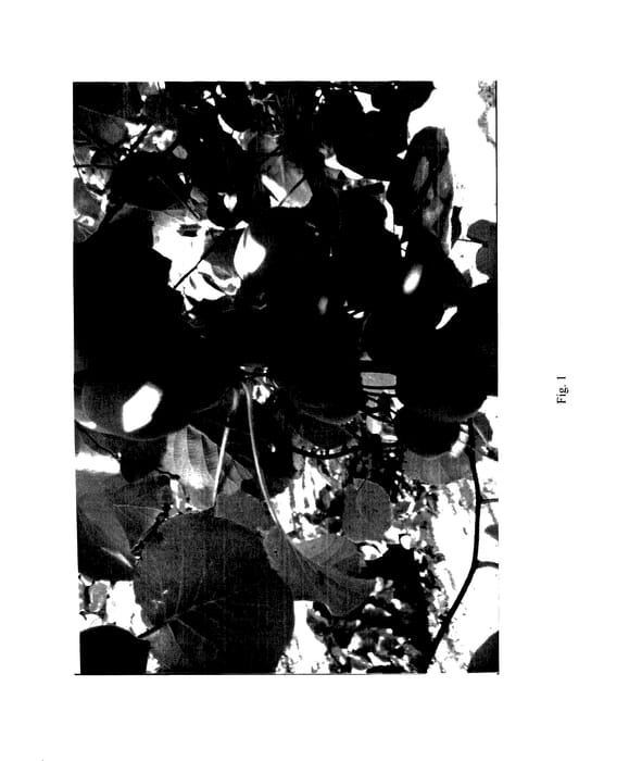 Figure 1 of US plant patent PP27350, the photograph of KZ02 printed in the patent.