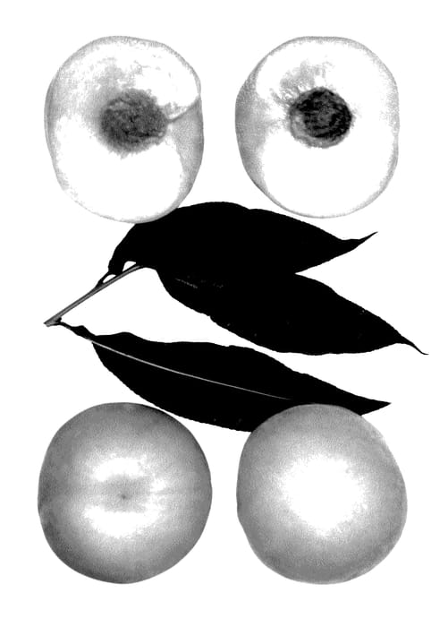 Figure 1 of US plant patent PP27351, the photograph of CALAVERAS printed in the patent.