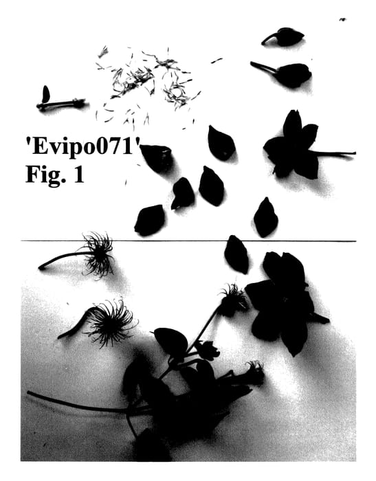 Figure 1 of US plant patent PP27352, the photograph of Evipo071 printed in the patent.