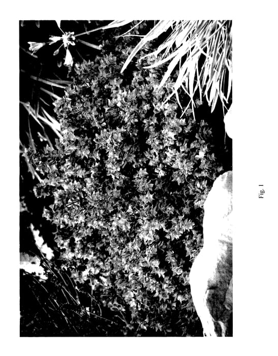 Figure 1 of US plant patent PP27353, the photograph of Bellissimo printed in the patent.