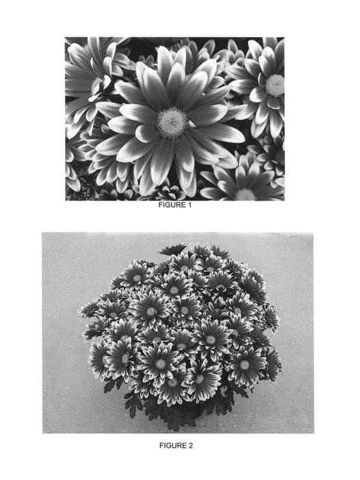 Figure 1 of US plant patent PP27354, the photograph of CIDZ0062 printed in the patent.