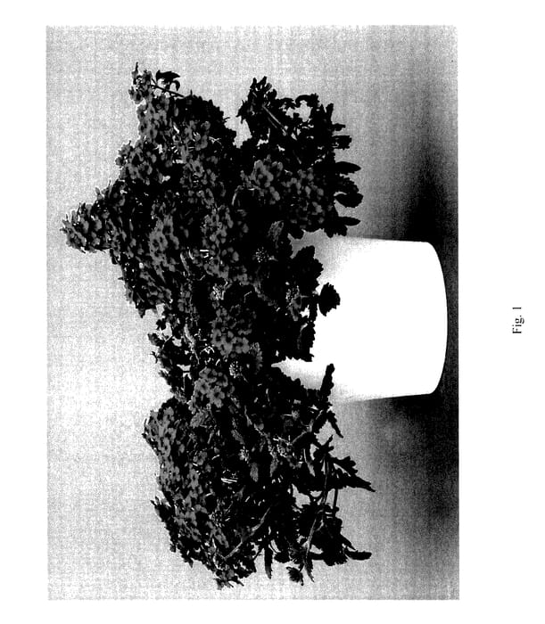 Figure 1 of US plant patent PP27355, the photograph of DVERCASRED printed in the patent.