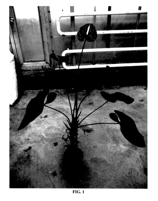 Figure 1 of US plant patent PP27356, the photograph of ANTHISXI printed in the patent.