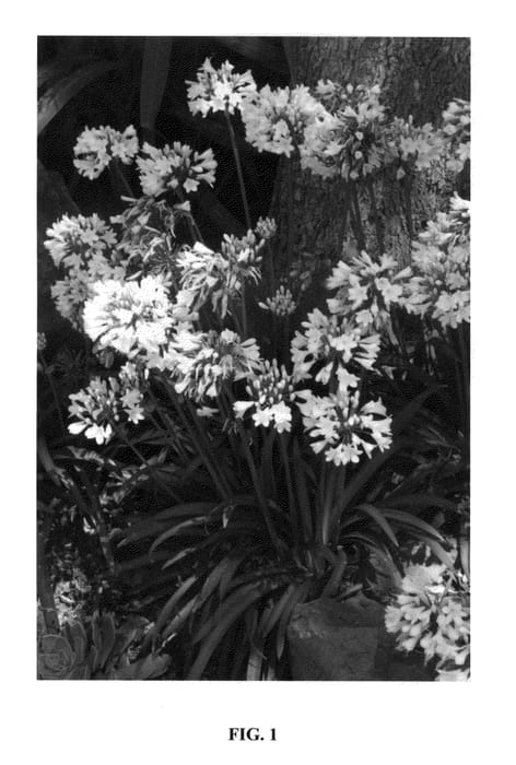 Figure 1 of US plant patent PP27357, the photograph of WP001 printed in the patent.