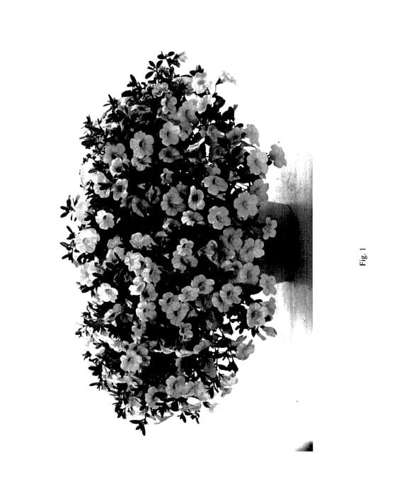 Figure 1 of US plant patent PP27358, the photograph of DANOASNOW printed in the patent.