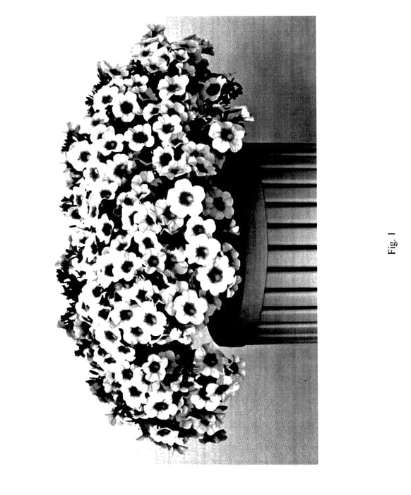 Figure 1 of US plant patent PP27359, the photograph of CCZWP06-0 printed in the patent.