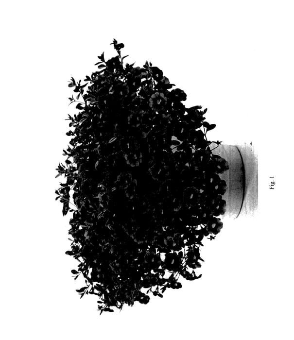 Figure 1 of US plant patent PP27360, the photograph of DANOAVIOLT printed in the patent.