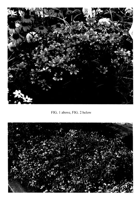 Figure 1 of US plant patent PP27361, the photograph of Lightning Bug printed in the patent.