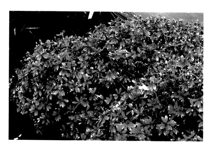 Figure 1 of US plant patent PP27362, the photograph of Ladybird printed in the patent.