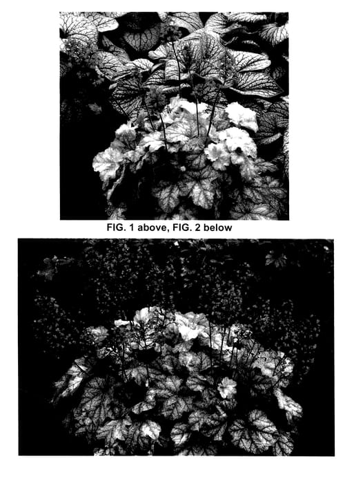 Figure 1 of US plant patent PP27363, the photograph of Tokyo printed in the patent.