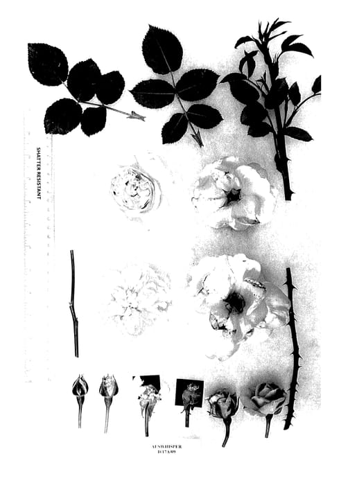 Figure 1 of US plant patent PP27364, the photograph of AUSwhirl printed in the patent.
