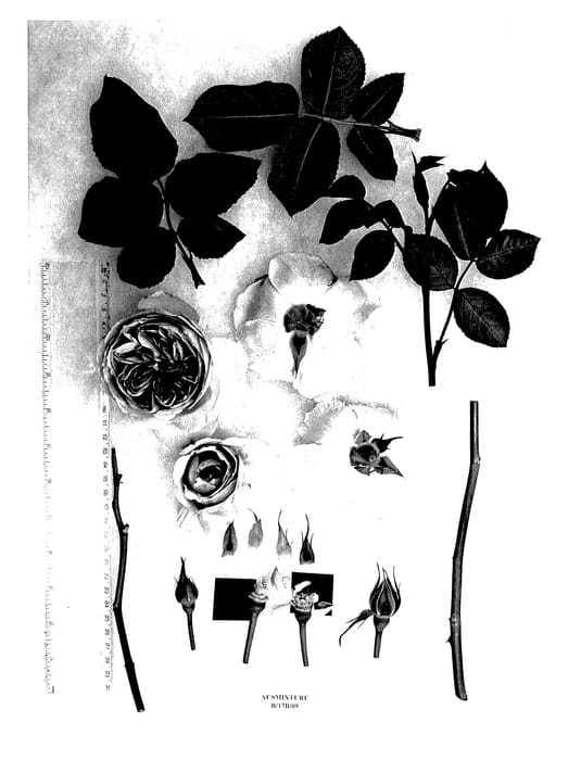 Figure 1 of US plant patent PP27365, the photograph of AUSmixture printed in the patent.