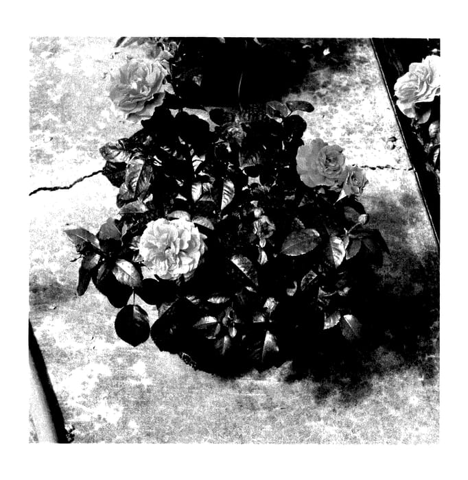 Figure 1 of US plant patent PP27366, the photograph of Hornimrod printed in the patent.