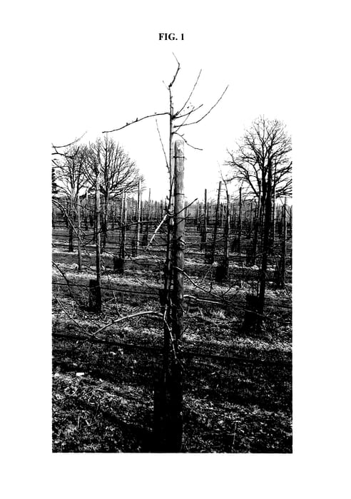 Figure 1 of US plant patent PP27368, the photograph of MORED printed in the patent.