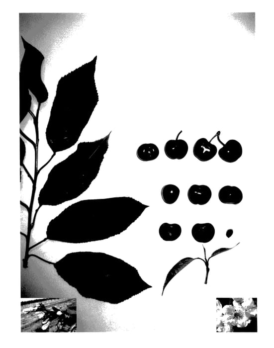 Figure 1 of US plant patent PP27369, the photograph of Glencrest printed in the patent.