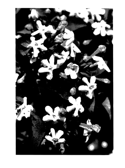 Figure 1 of US plant patent PP27370, the photograph of SMNAMDS printed in the patent.