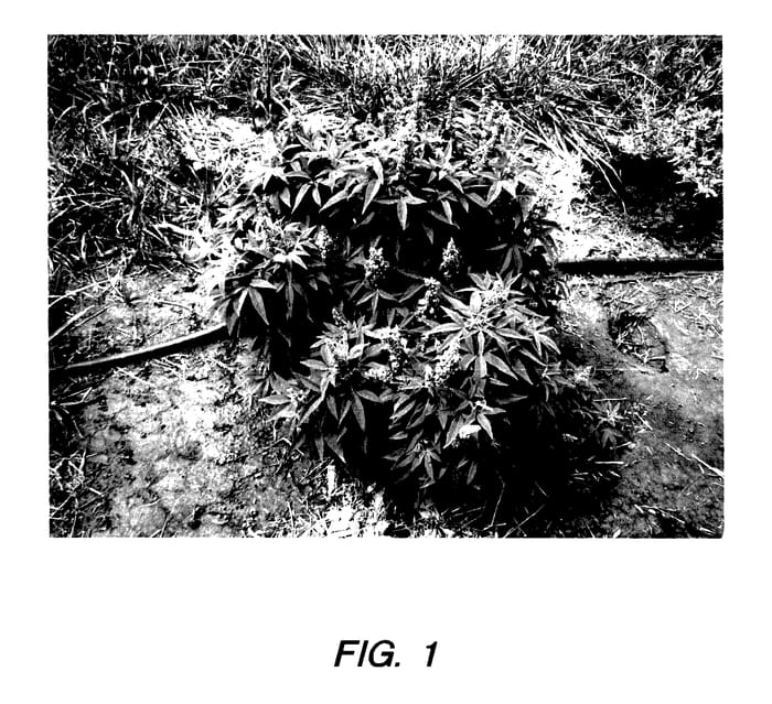Figure 1 of US plant patent PP27371, the photograph of WHIT L printed in the patent.