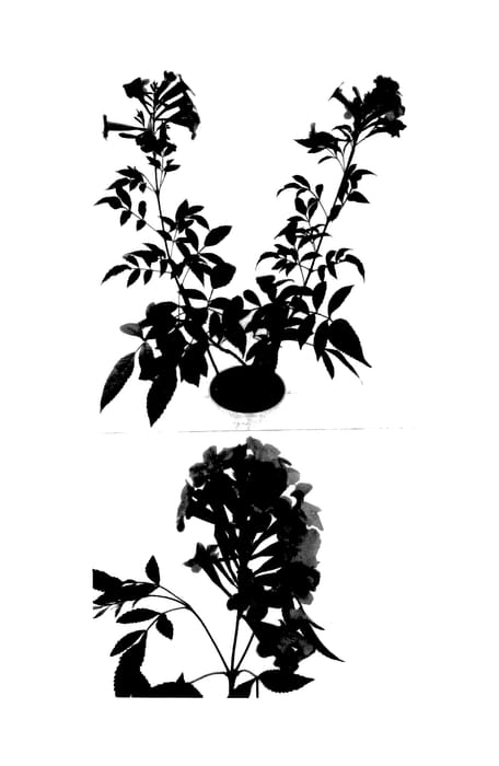 Figure 1 of US plant patent PP27372, the photograph of Sunhorteaka printed in the patent.