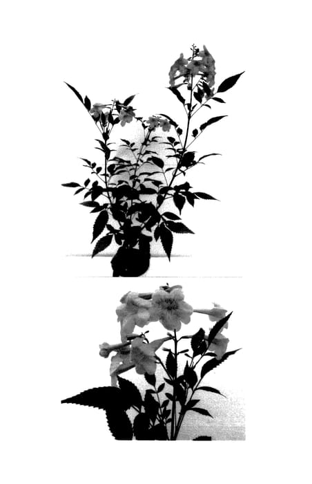 Figure 1 of US plant patent PP27373, the photograph of Sunhorteki printed in the patent.