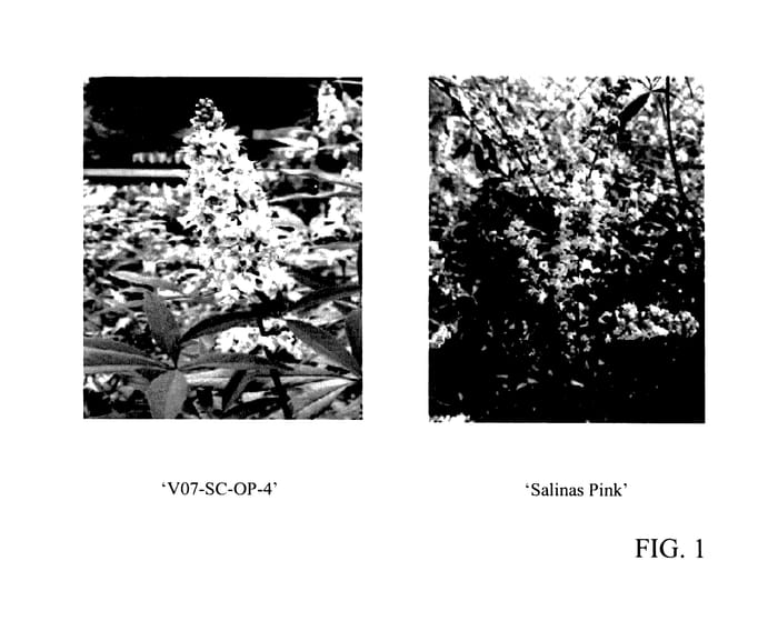 Figure 1 of US plant patent PP27374, the photograph of V07-SC-OP-4 printed in the patent.