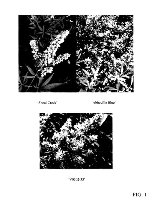 Figure 1 of US plant patent PP27375, the photograph of V0502-33 printed in the patent.