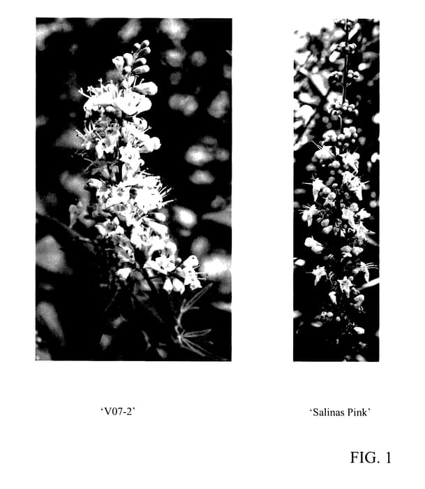 Figure 1 of US plant patent PP27376, the photograph of V07-2 printed in the patent.