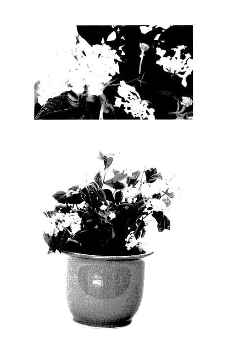 Figure 1 of US plant patent PP27377, the photograph of G12164 printed in the patent.