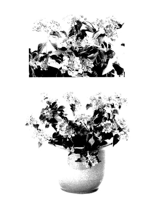 Figure 1 of US plant patent PP27378, the photograph of G12166 printed in the patent.