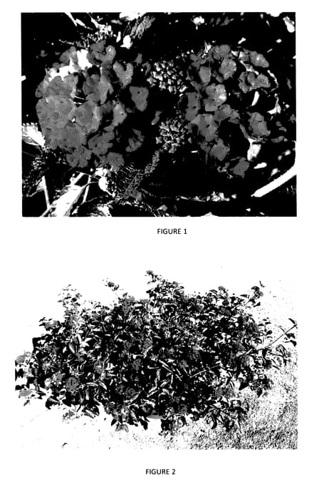 Figure 1 of US plant patent PP27379, the photograph of LANZ0009 printed in the patent.