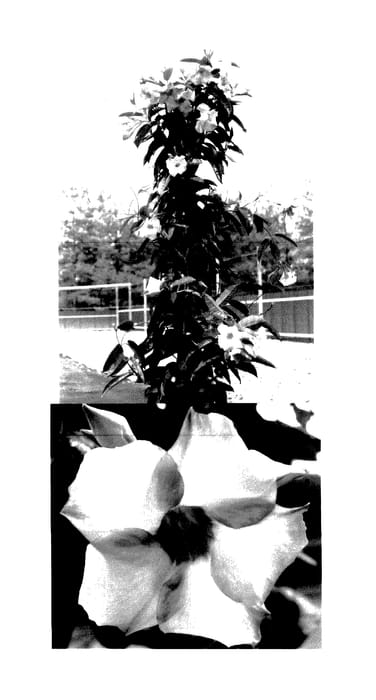 Figure 1 of US plant patent PP27380, the photograph of Sunparajapi printed in the patent.