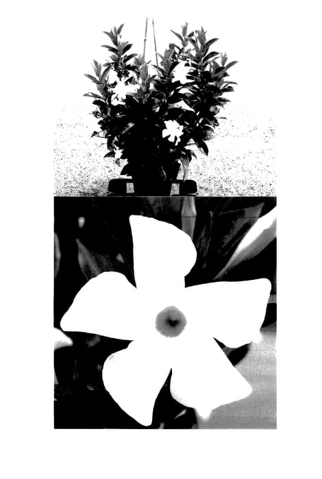 Figure 1 of US plant patent PP27381, the photograph of Sunparabuho printed in the patent.