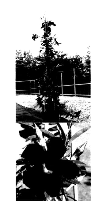 Figure 1 of US plant patent PP27382, the photograph of Sunparaosto printed in the patent.