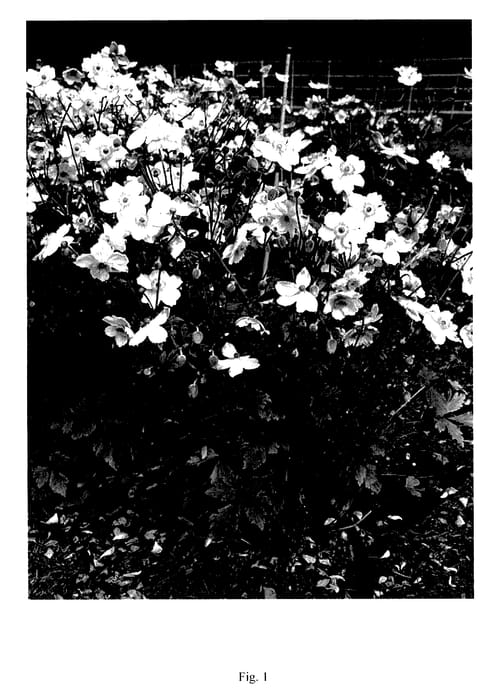 Figure 1 of US plant patent PP27383, the photograph of MACANE007 printed in the patent.