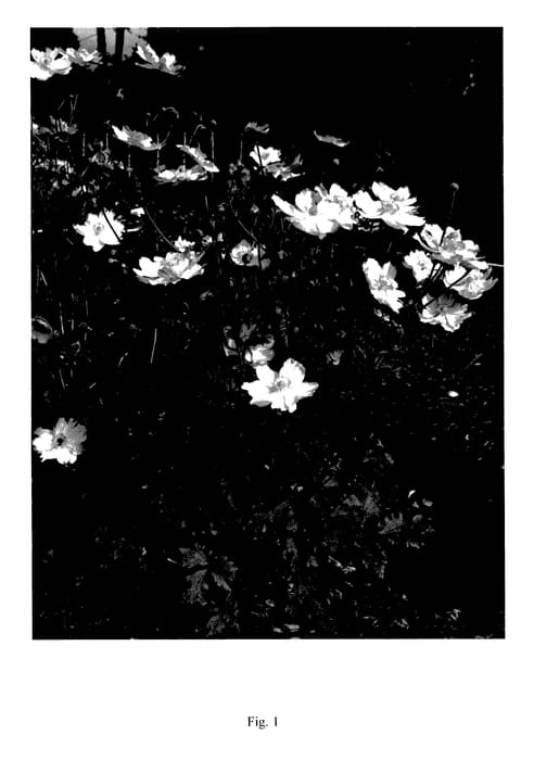 Figure 1 of US plant patent PP27384, the photograph of MACANE004 printed in the patent.