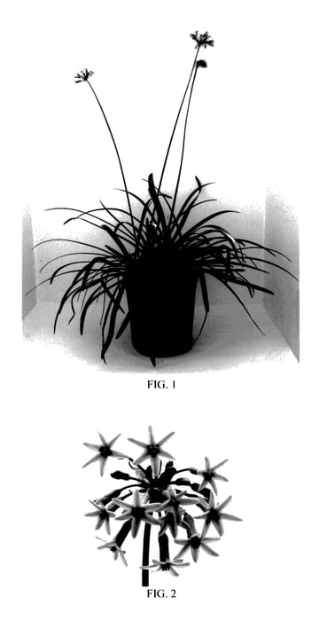 Figure 1 of US plant patent PP27385, the photograph of Himba printed in the patent.