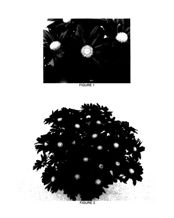 Figure 1 of US plant patent PP27386, the photograph of CIDZ0063 printed in the patent.