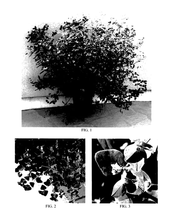 Figure 1 of US plant patent PP27387, the photograph of Floreupred printed in the patent.