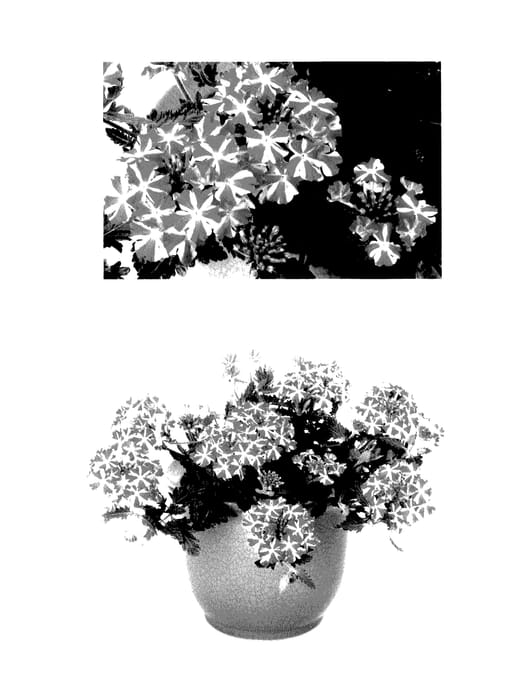 Figure 1 of US plant patent PP27388, the photograph of AKIV28902M printed in the patent.