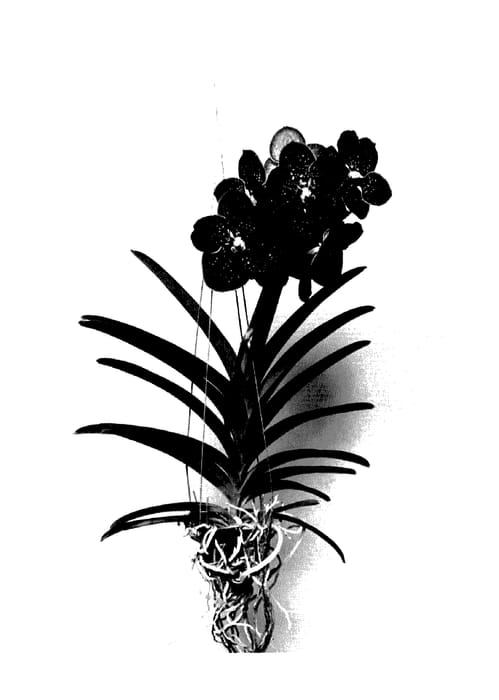 Figure 1 of US plant patent PP27389, the photograph of SPCDW1310 printed in the patent.