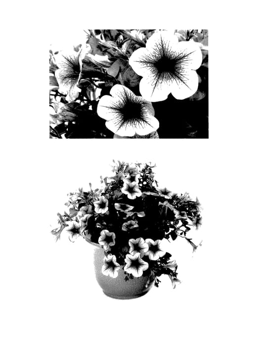 Figure 1 of US plant patent PP27390, the photograph of USTUN53402 printed in the patent.