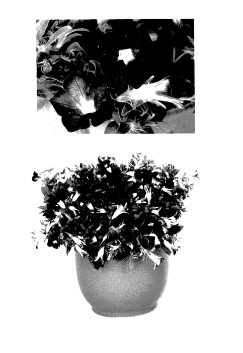 Figure 1 of US plant patent PP27391, the photograph of USTUN61801 printed in the patent.